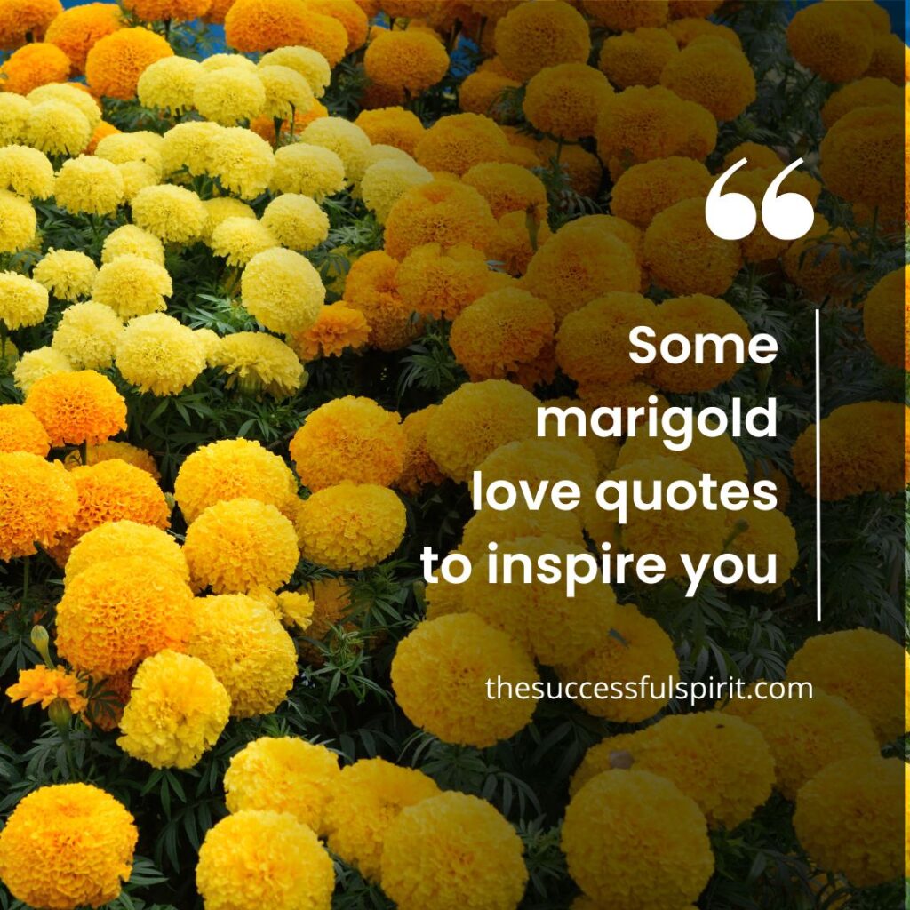 Marigold Quotes - Inspiring Words for Every Occasion