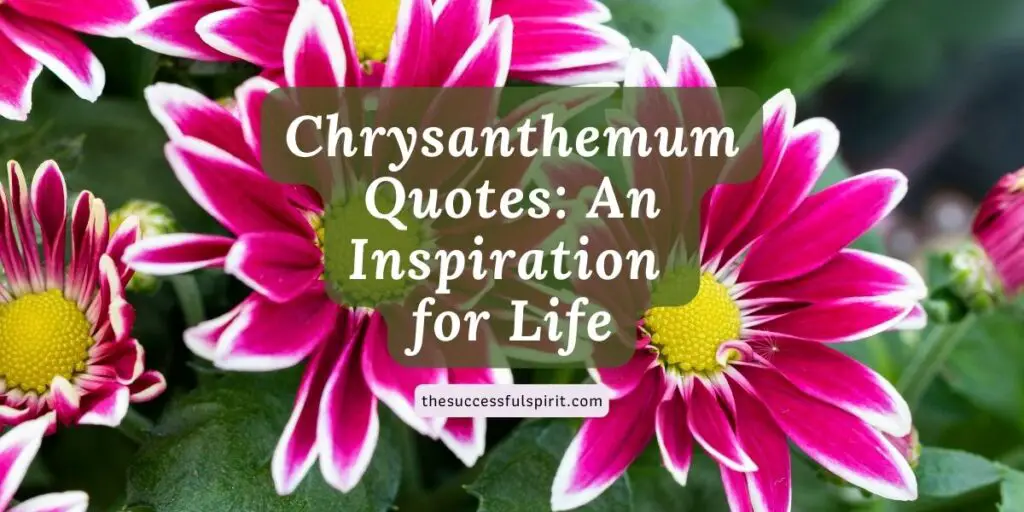Chrysanthemum Quotes: An Inspiration for Life