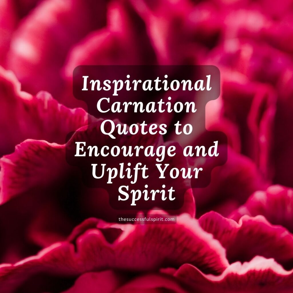 Carnation Quotes: The Beauty and Significance of the Flower