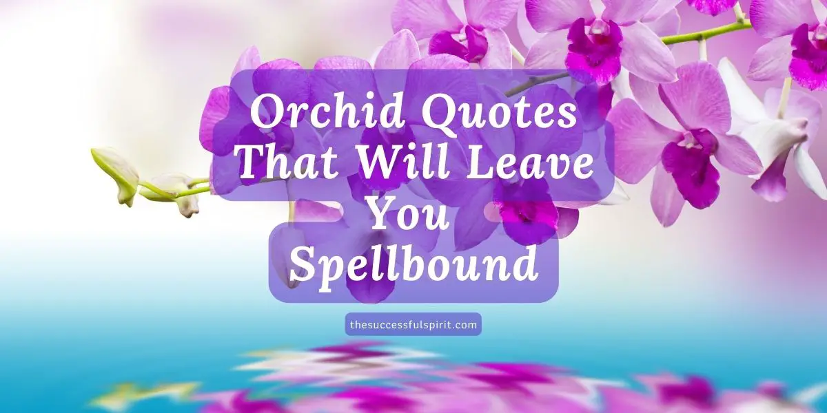 Beautiful Orchid Quotes that will Inspire and Uplift You Successful