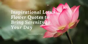 Lotus-Flower-Quotes